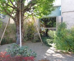 Pflanzen im Garten des Museums